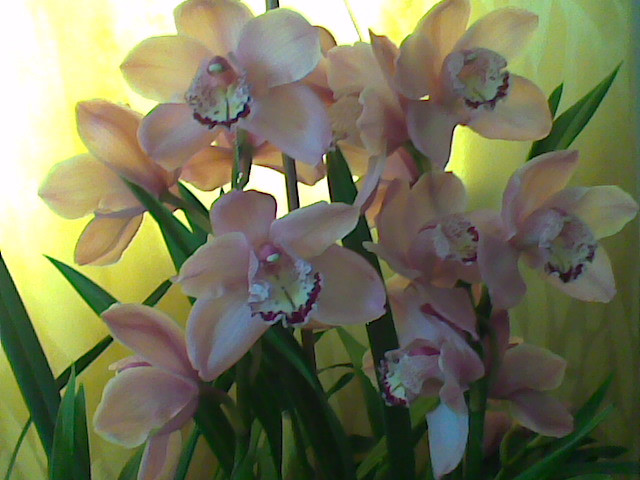 orchidea