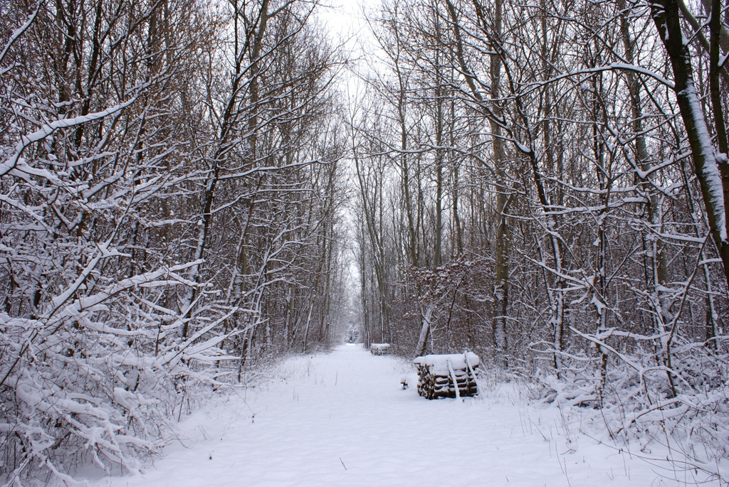 Kecskeméti Arborétum Tél 2010.