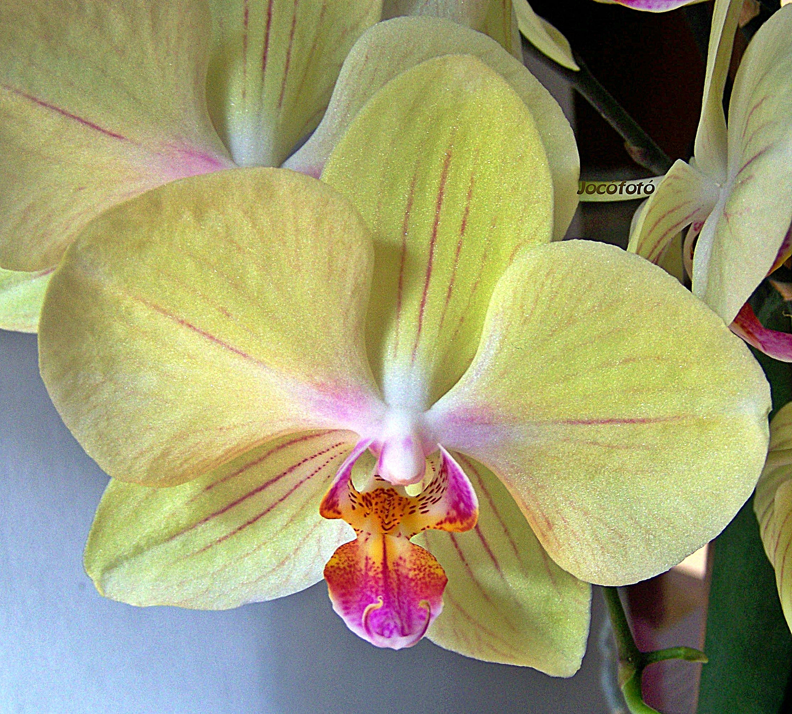 Orchidea 7941