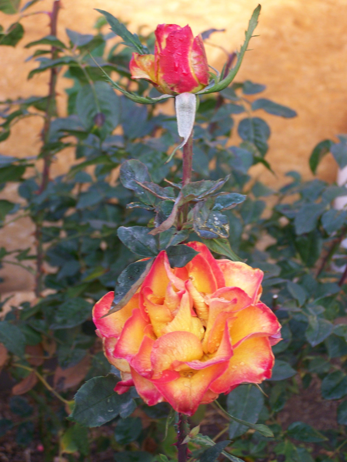 fagyos rózsa 0533