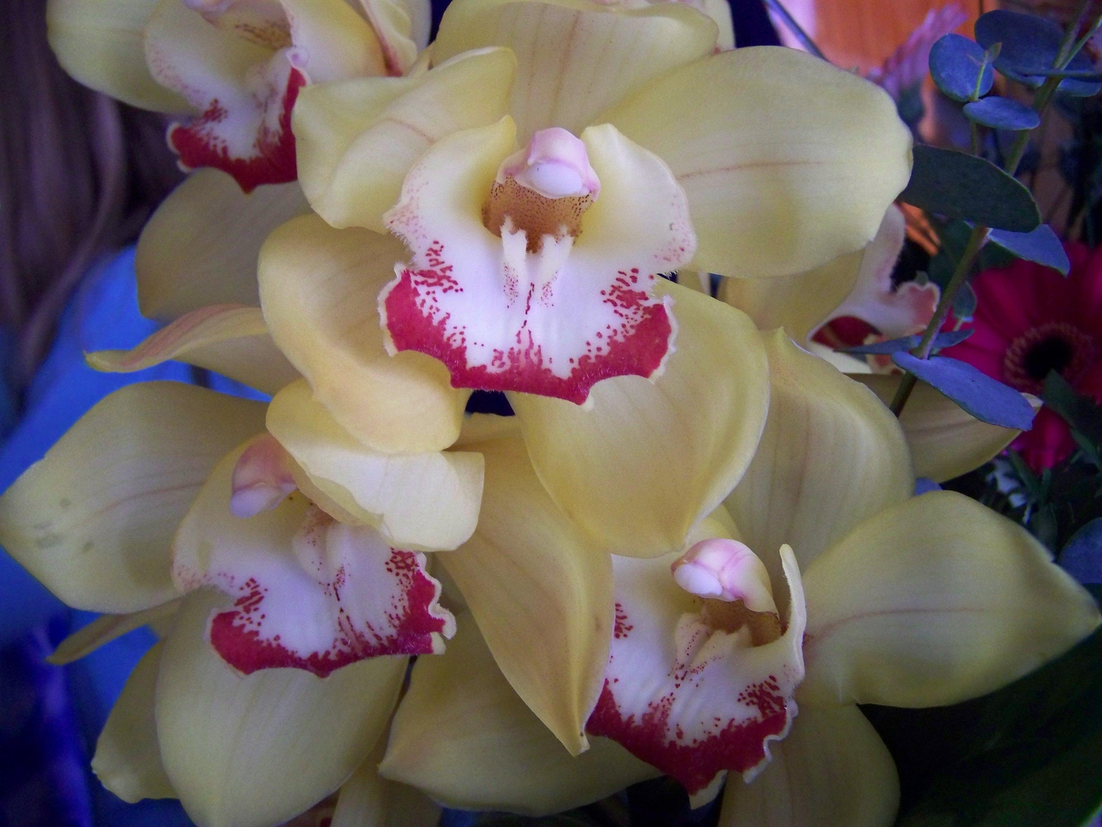 orchidea 0395