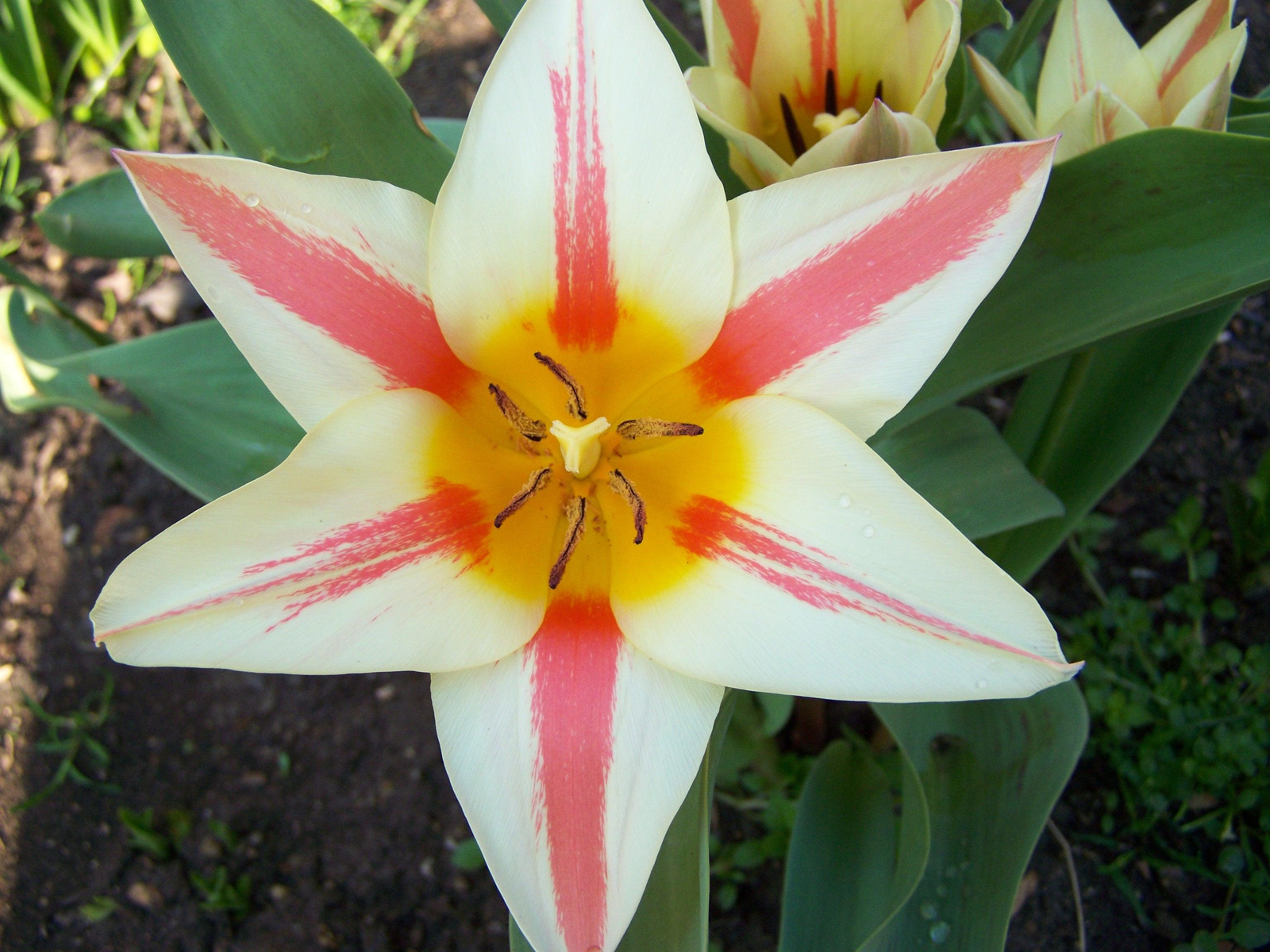 tulipán 1759