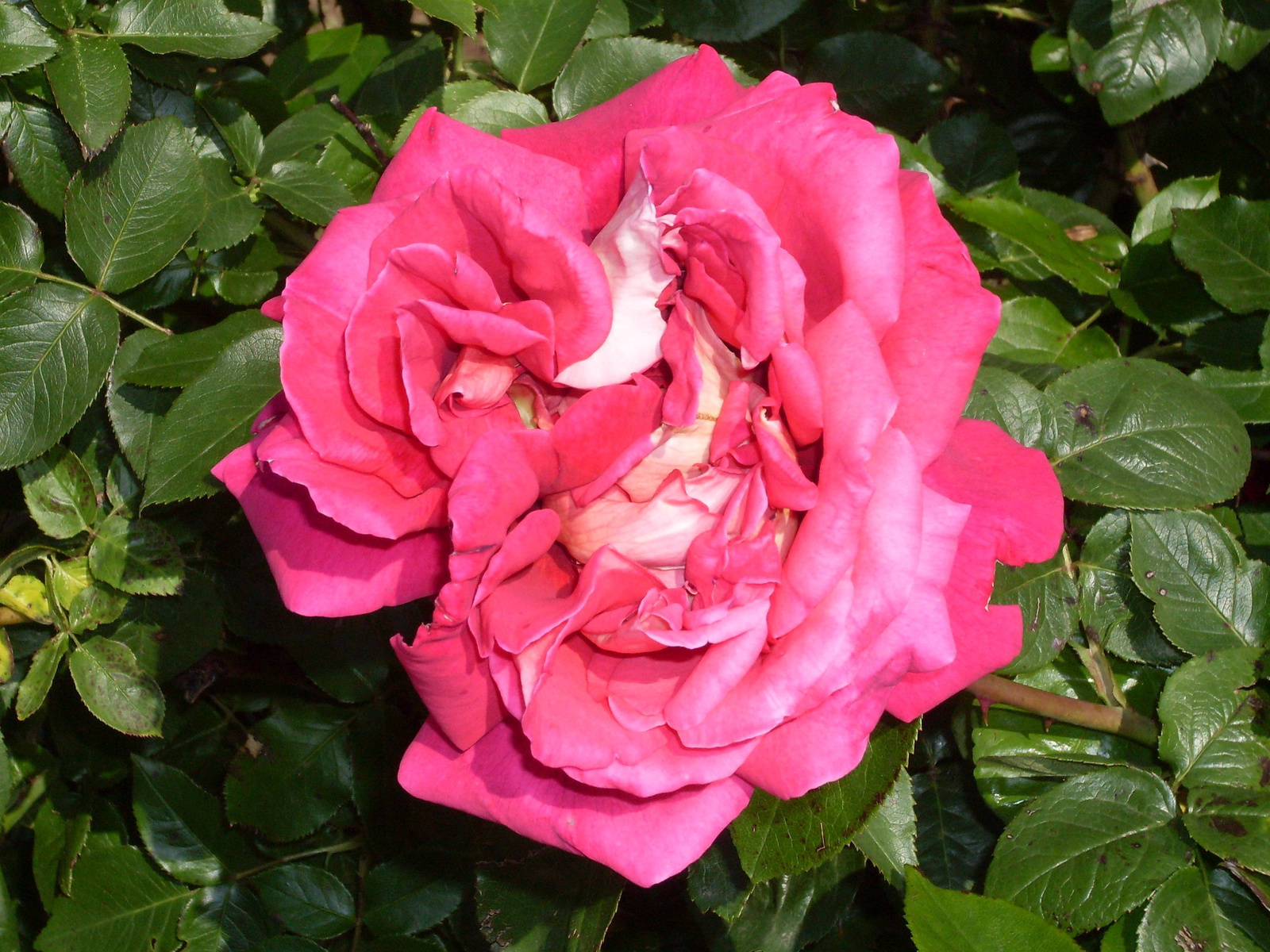 rózsa-szín