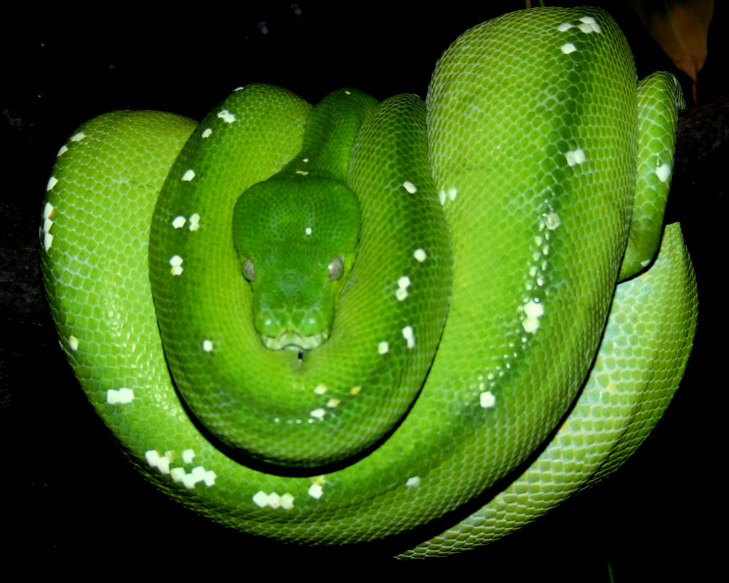 Morelia viridis