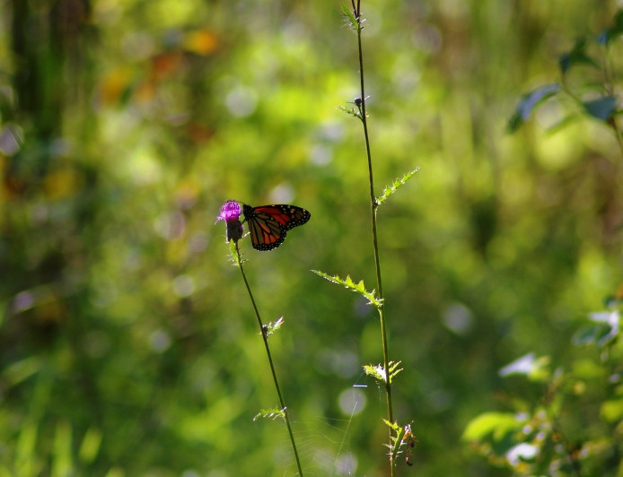 Pillangó/Butterfly