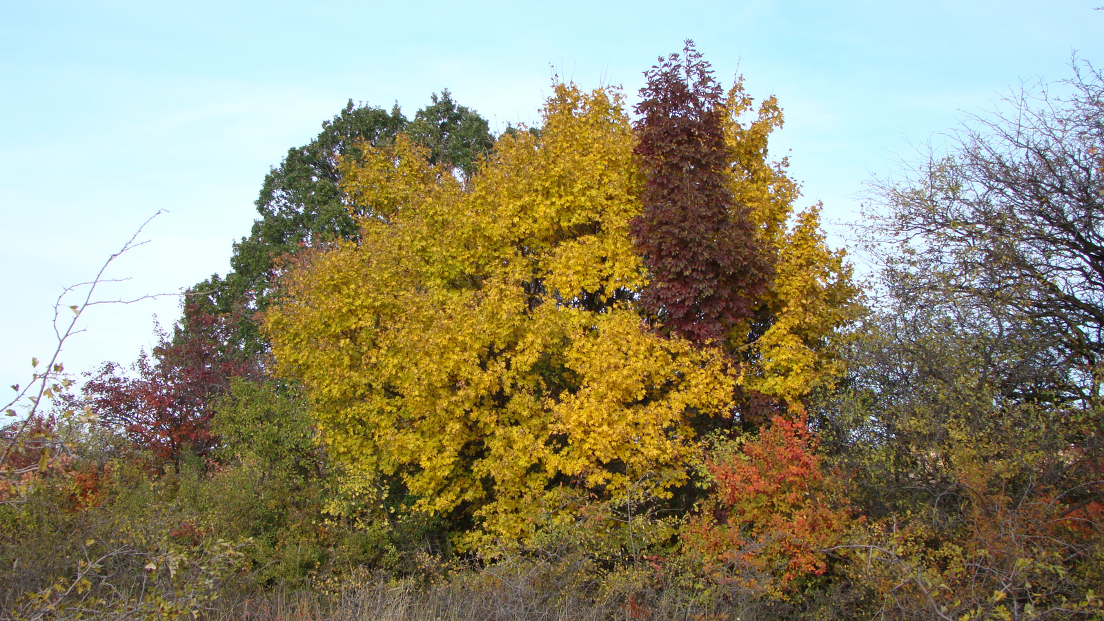 Várpalota környéke 2009.október 058