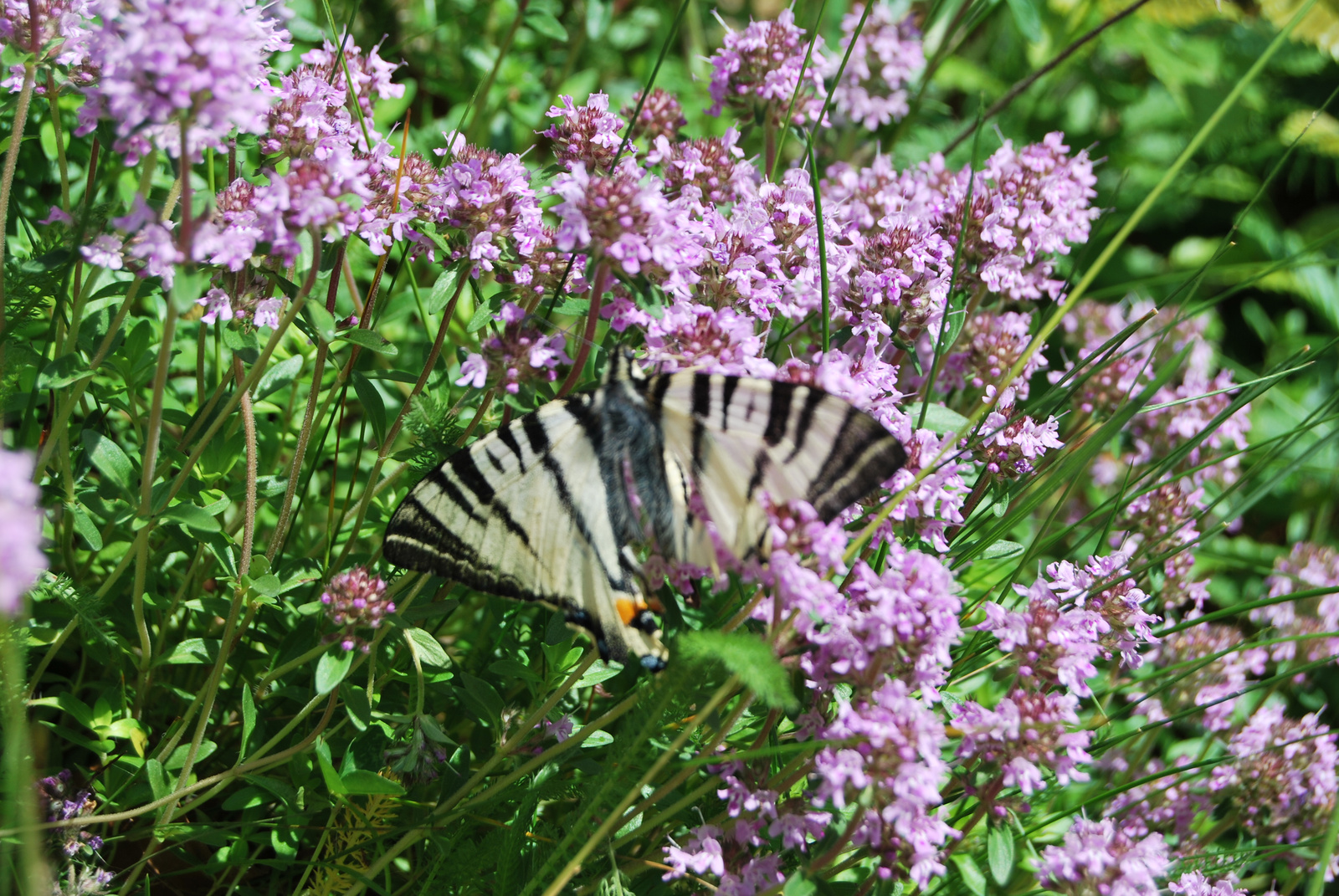 kardos lepke