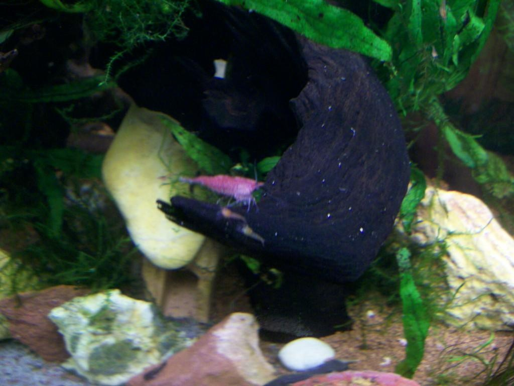 akvarium garnelas 2011.02.23 031