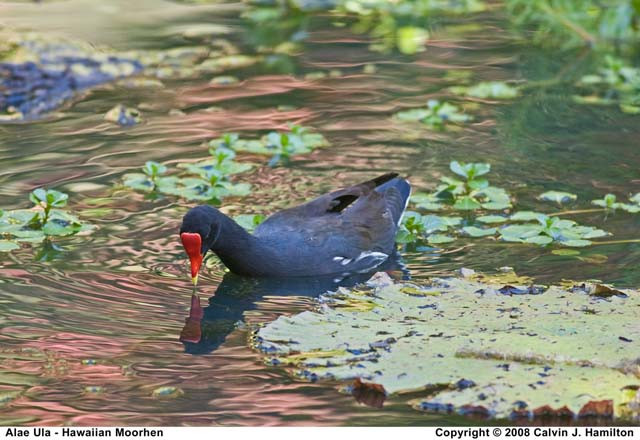 Alae Ula - Hawaii Moorhen