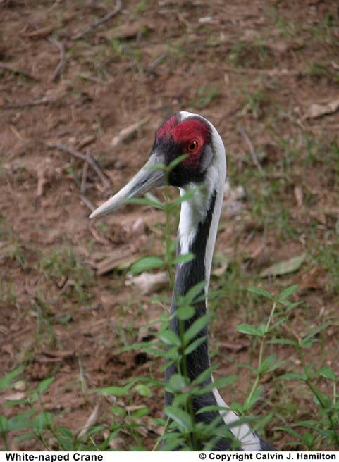 Fehér-naped Crane