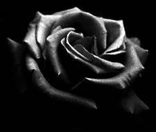 Black rose