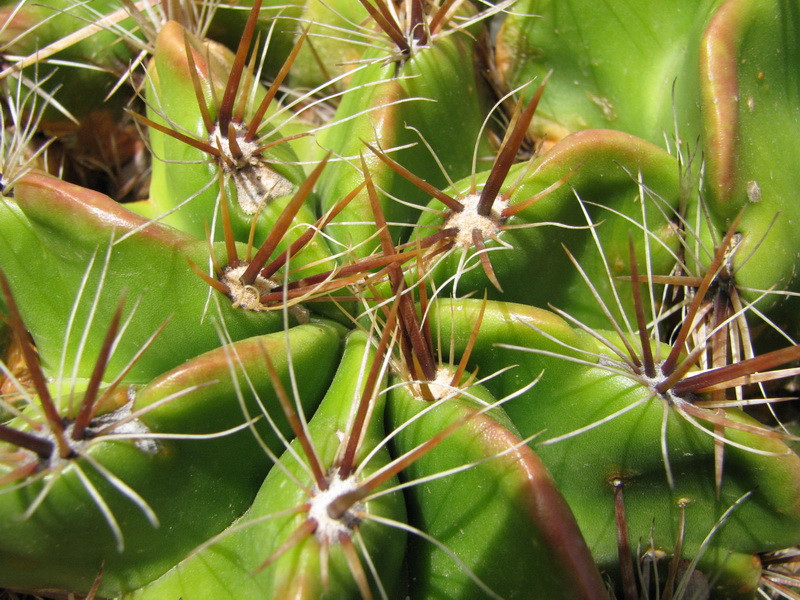 Jardín de Cactus[019] resize