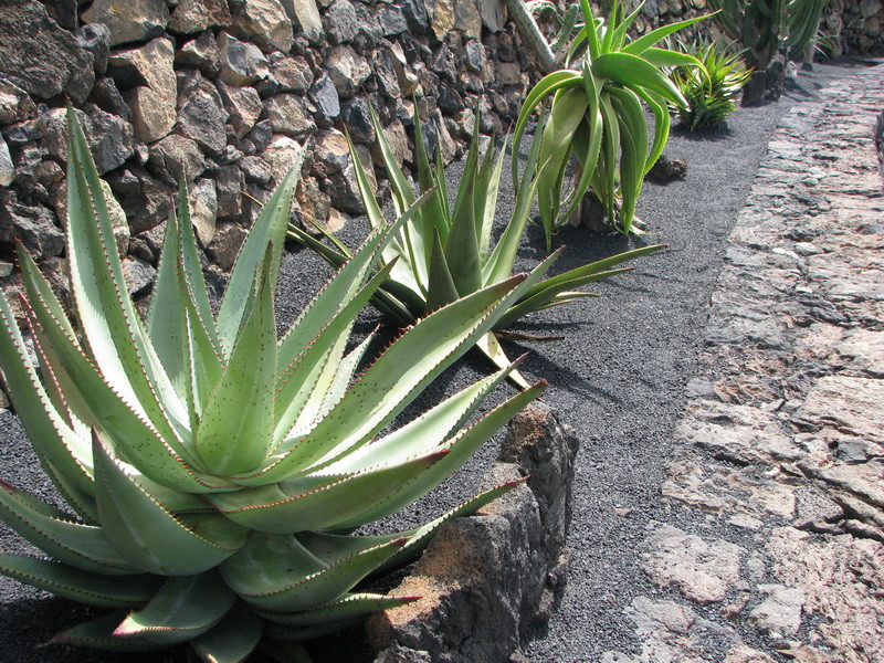 Jardín de Cactus[053] resize