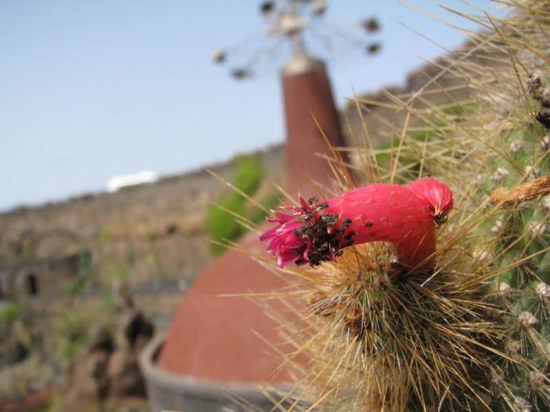 Jardín de Cactus[080] resize