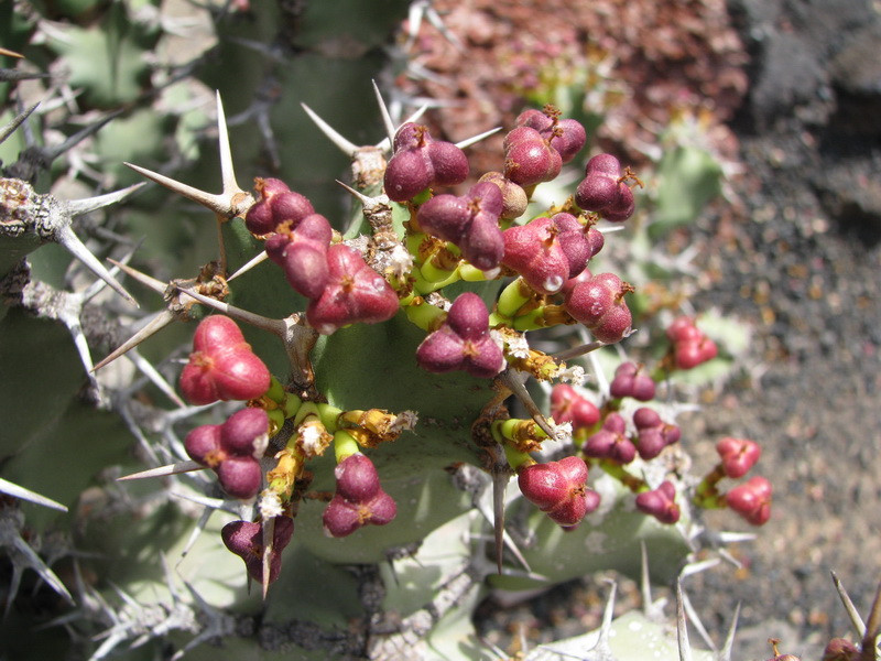 Jardín de Cactus[160] resize