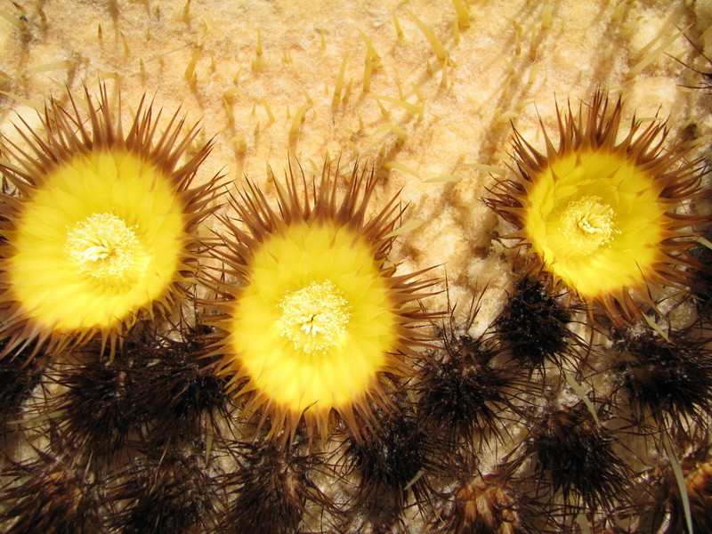 Jardín de Cactus[189] resize