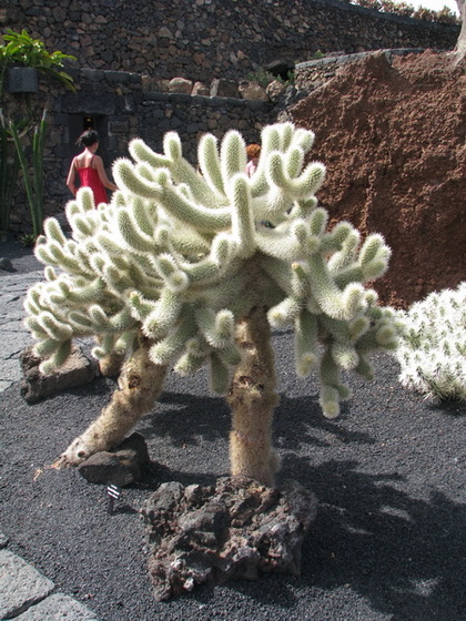 Jardín de Cactus[200] resize