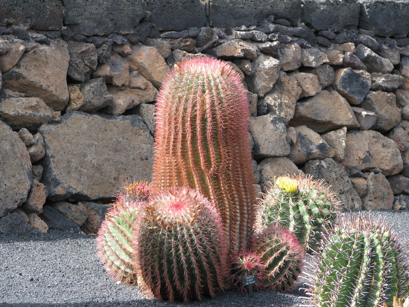 Jardín de Cactus[221] resize