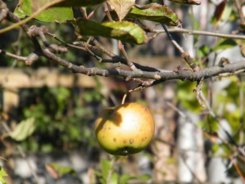 Őszi alma