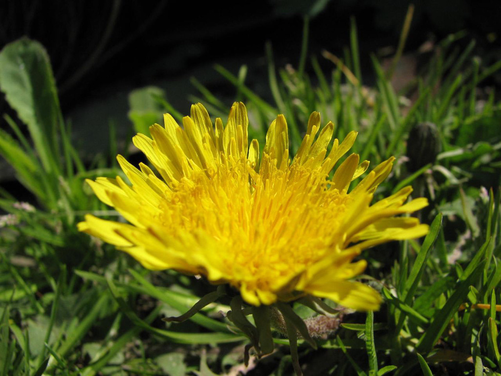 Taraxacum officinale