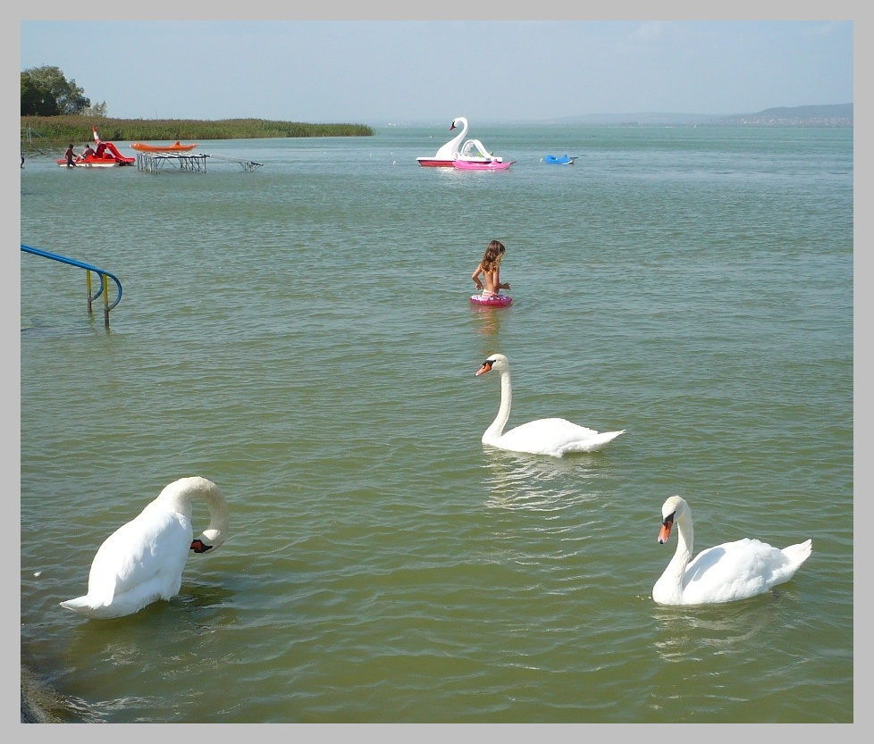 Balaton 2008