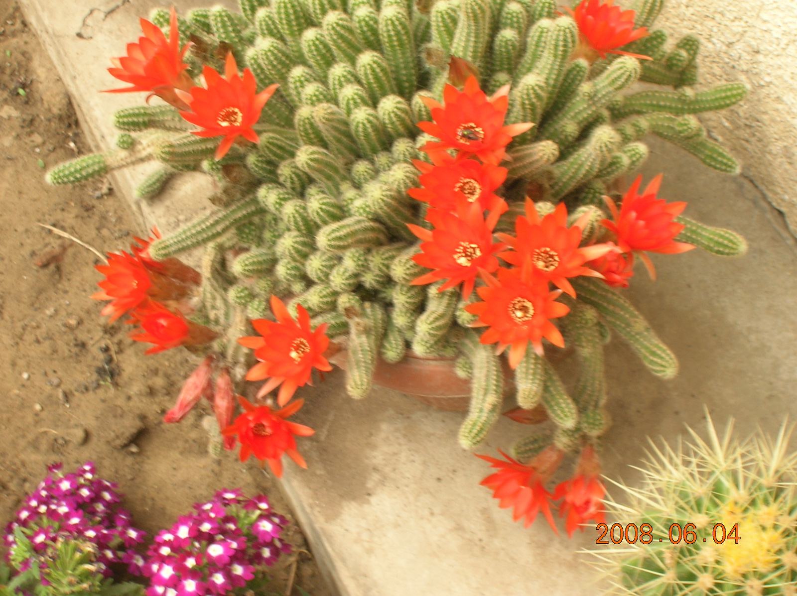virágaim 2008 kaktusz