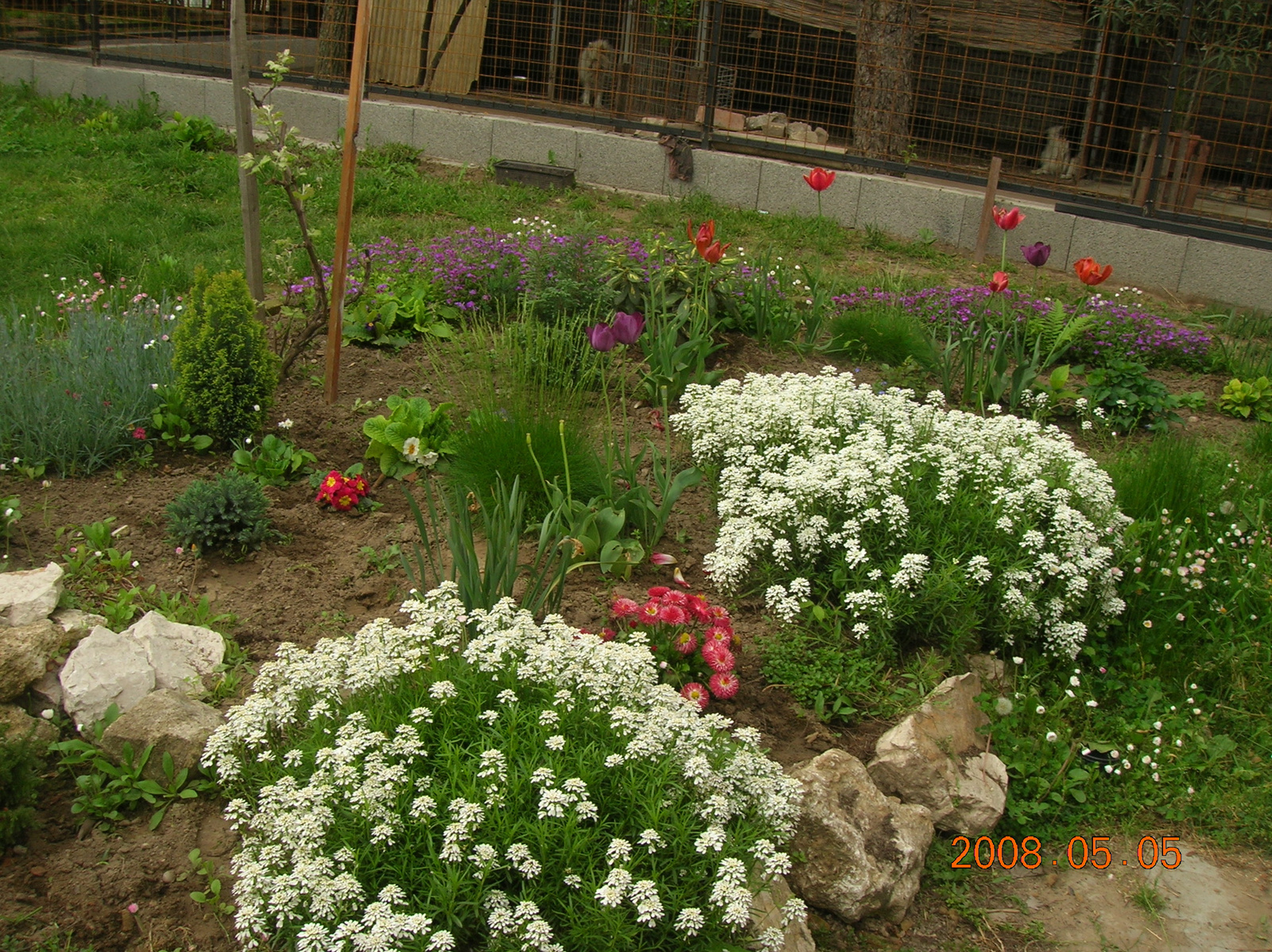 2008.05 virágok