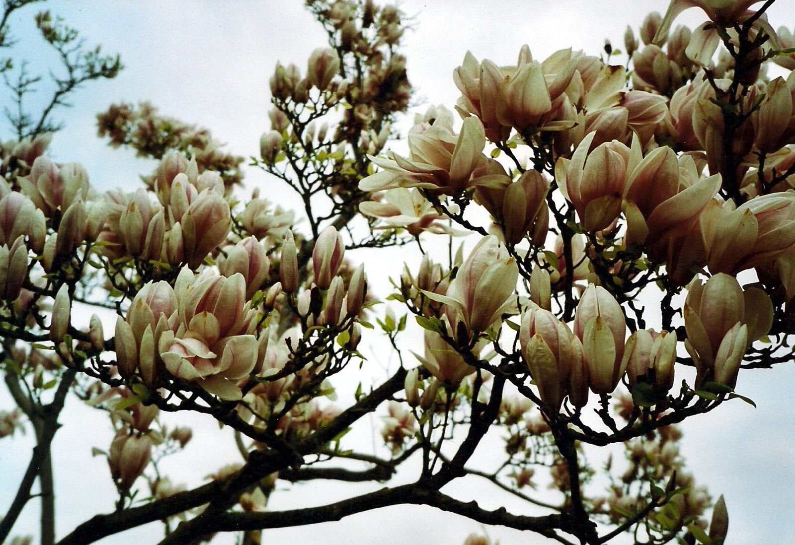 magnolia02