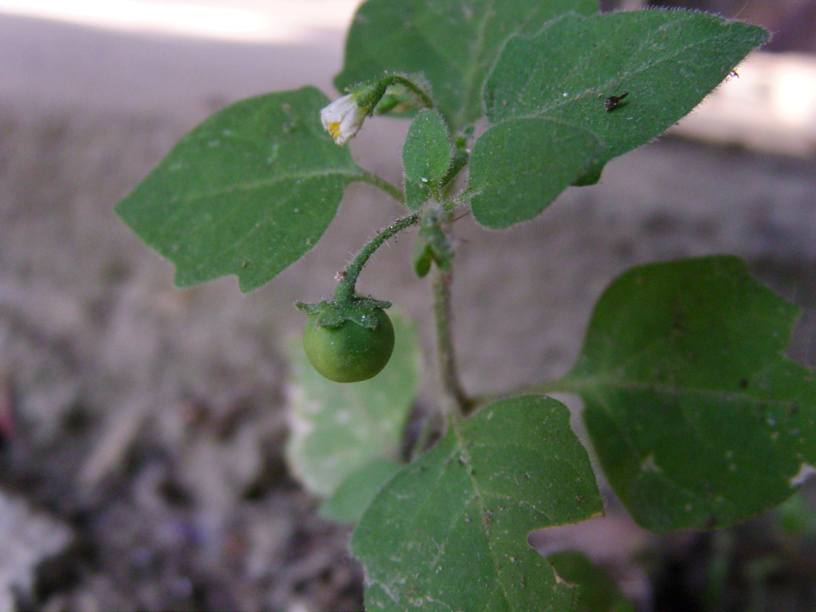 Fekete csucsor (Solanum nigrum)