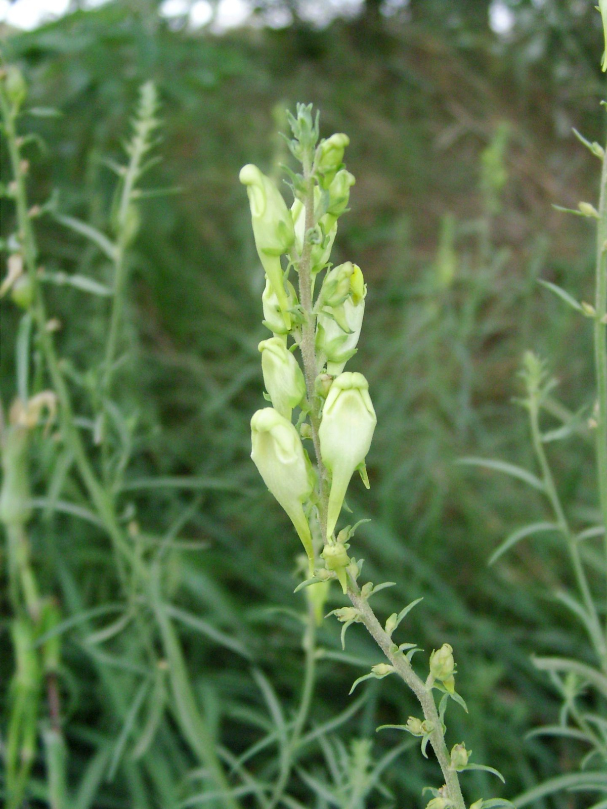 Gyújtoványfűfaj (Linaria sp.) I