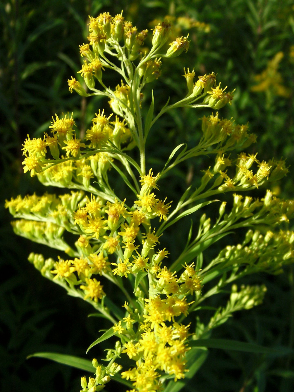 Kanadai aranyvessző (Solidago canadensis)