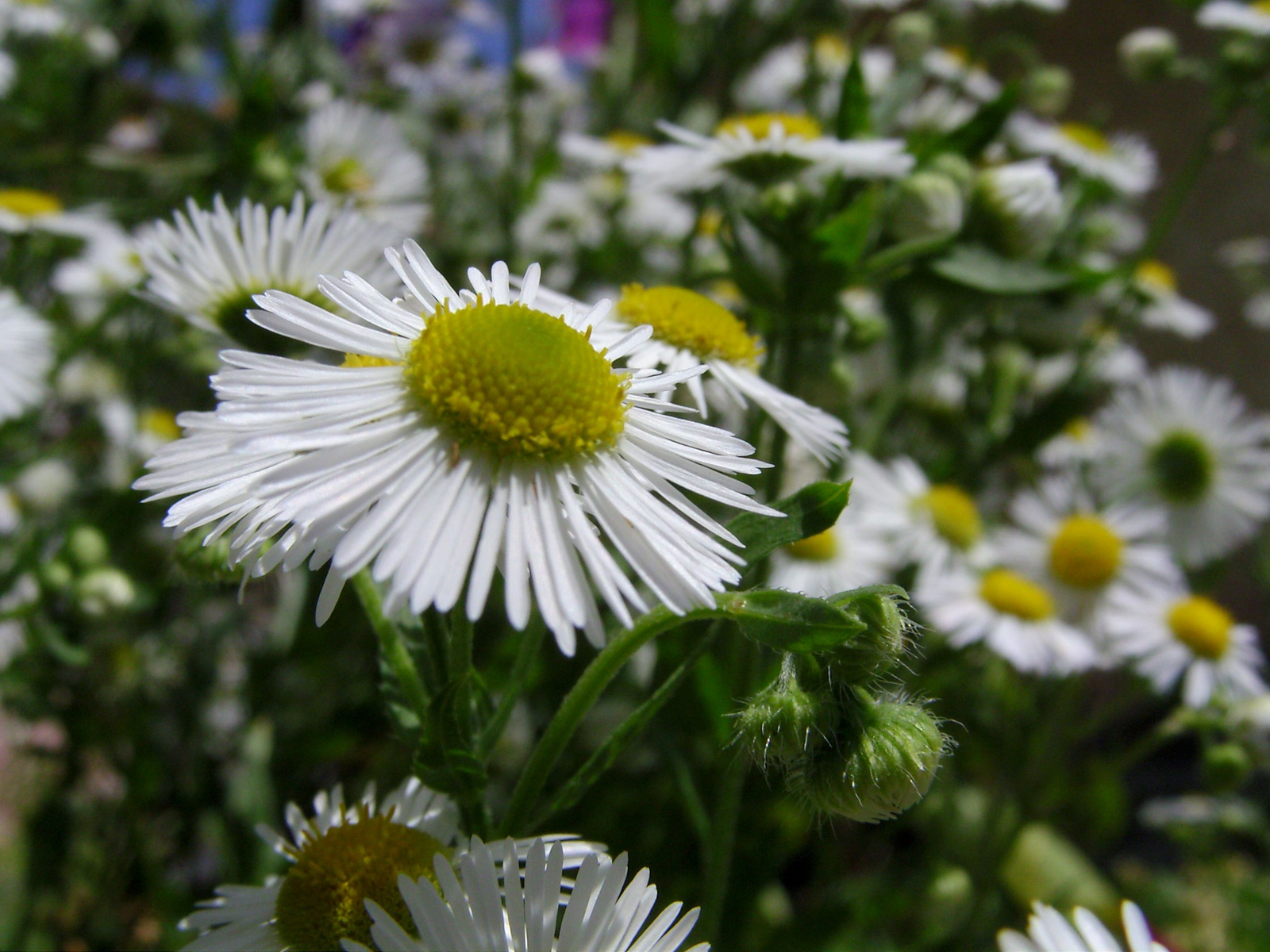 Seprence (Erigeron annuus) I