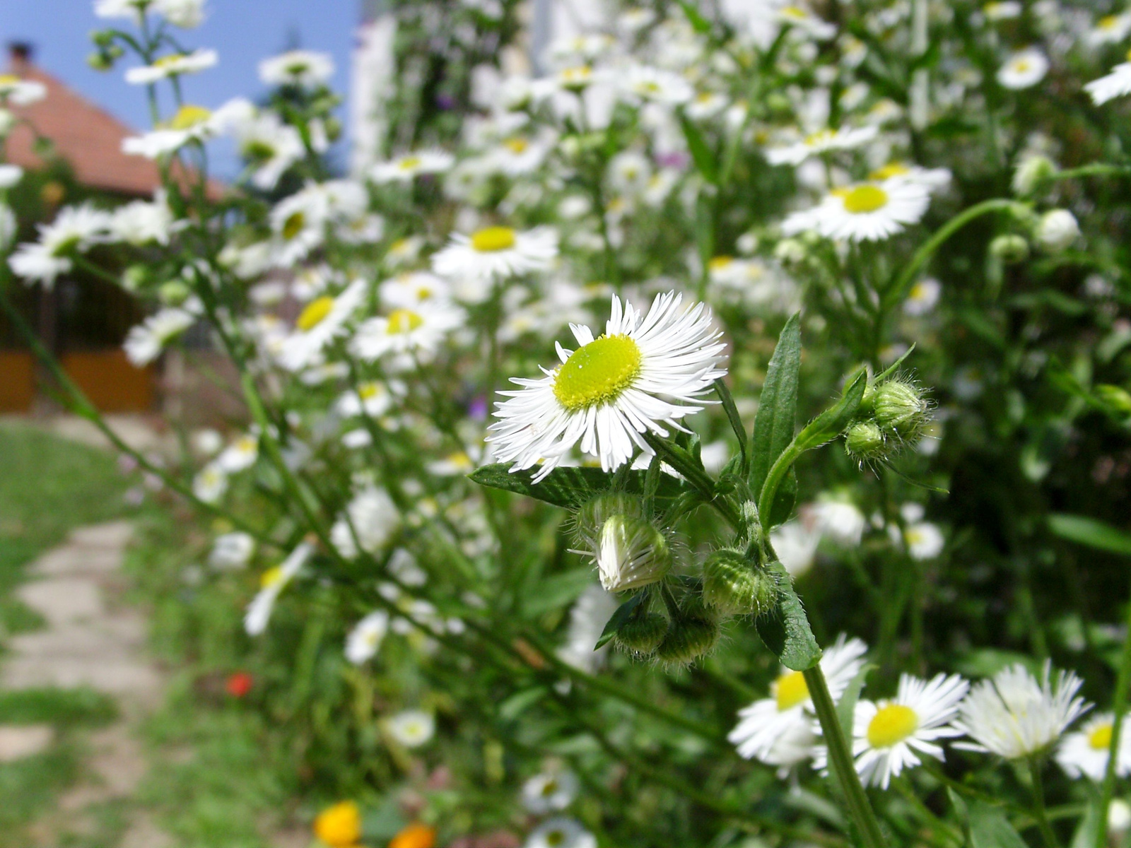 Seprence (Erigeron annuus) II