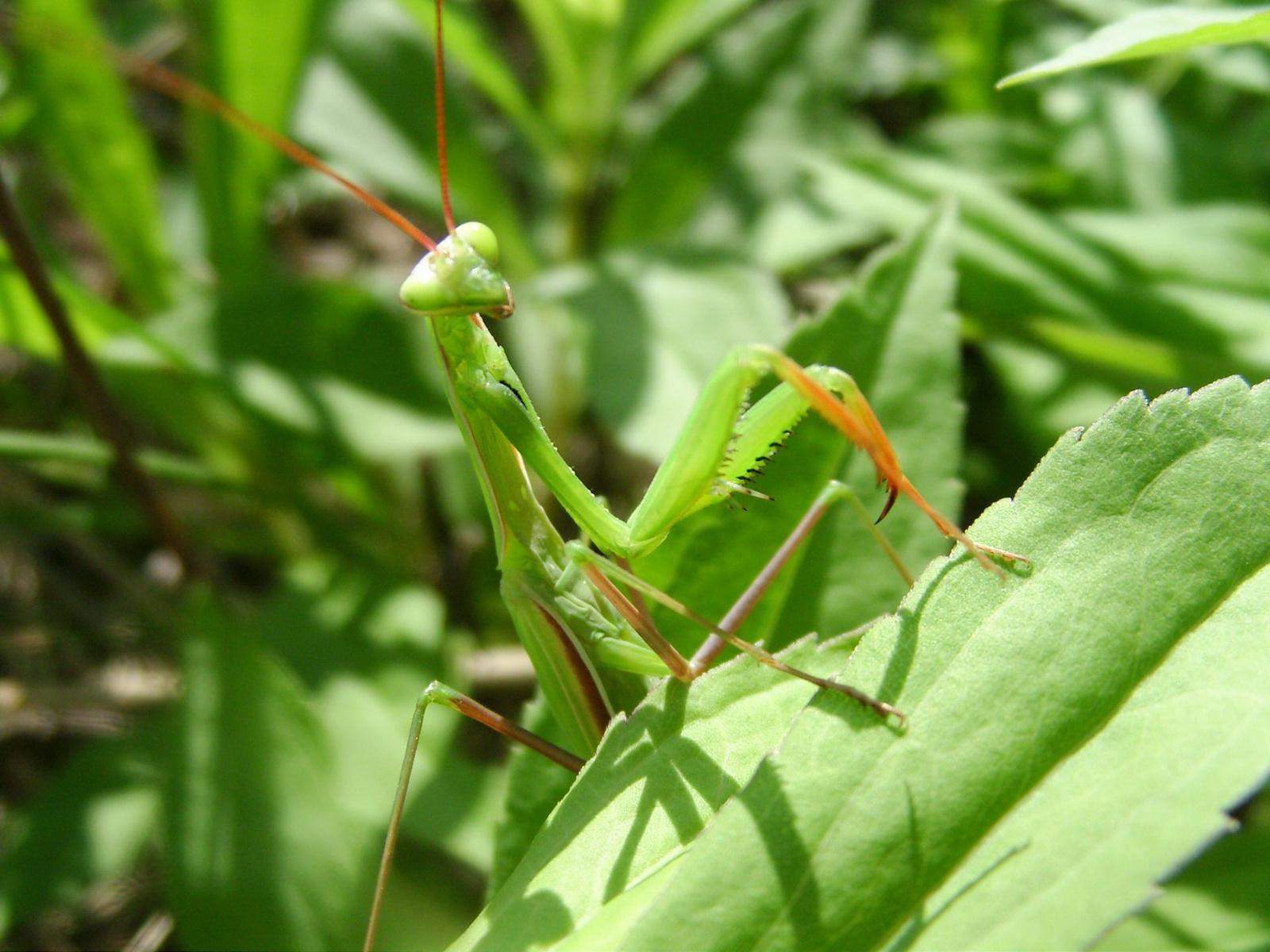 Imádkozó sáska (Mantis religiosa) I