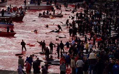 denmark-whaling-shame-faroe-islands12