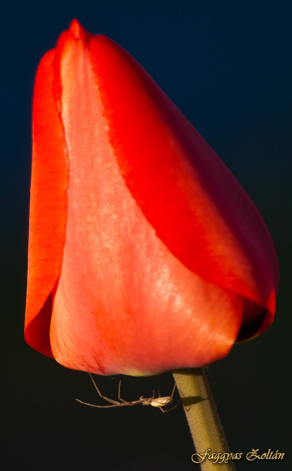 Pókos tulipán