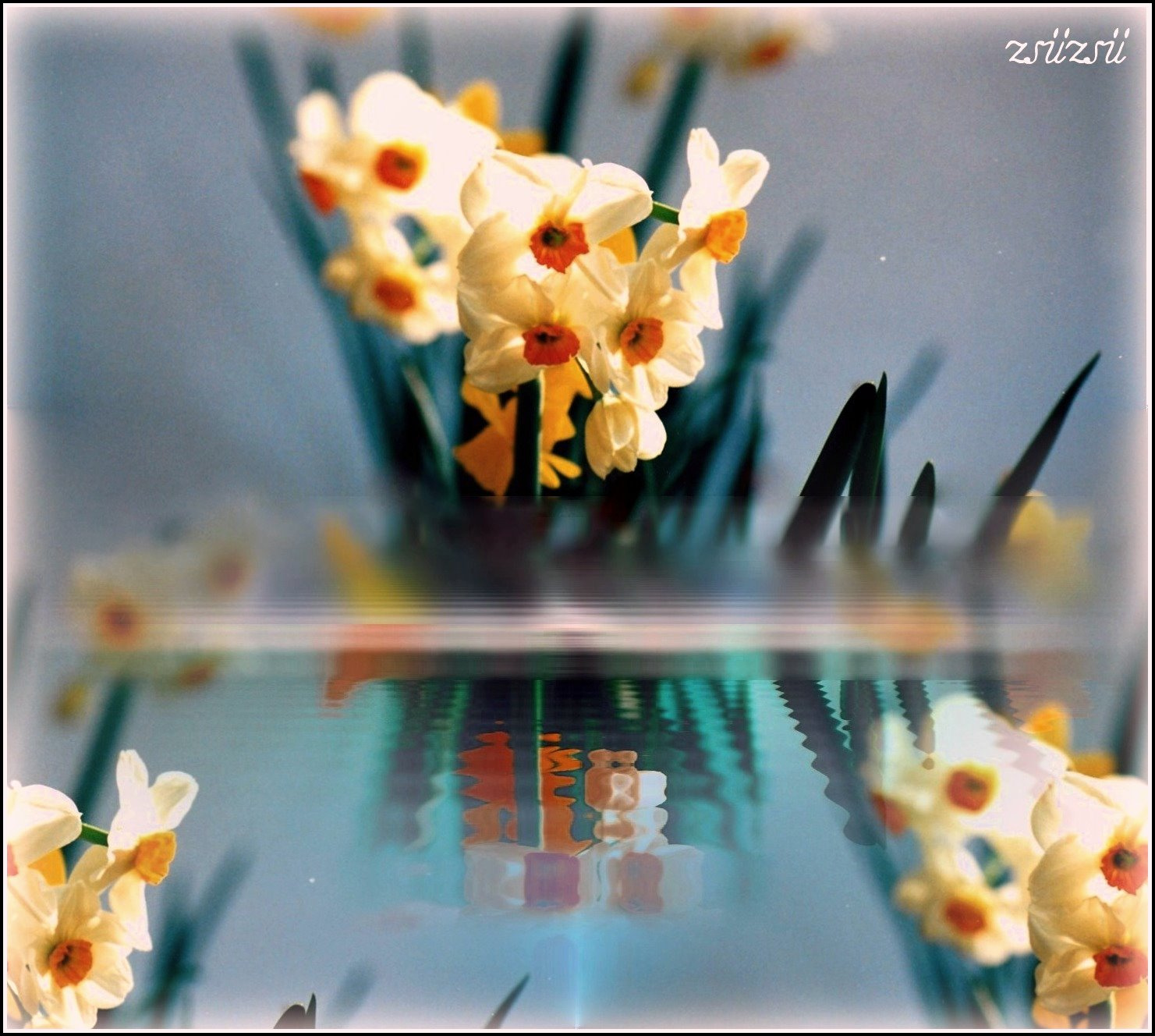 Narcissusok