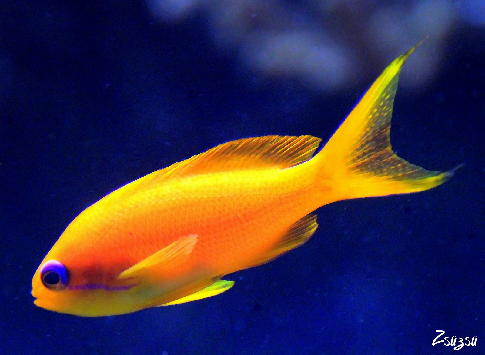 sárga hal