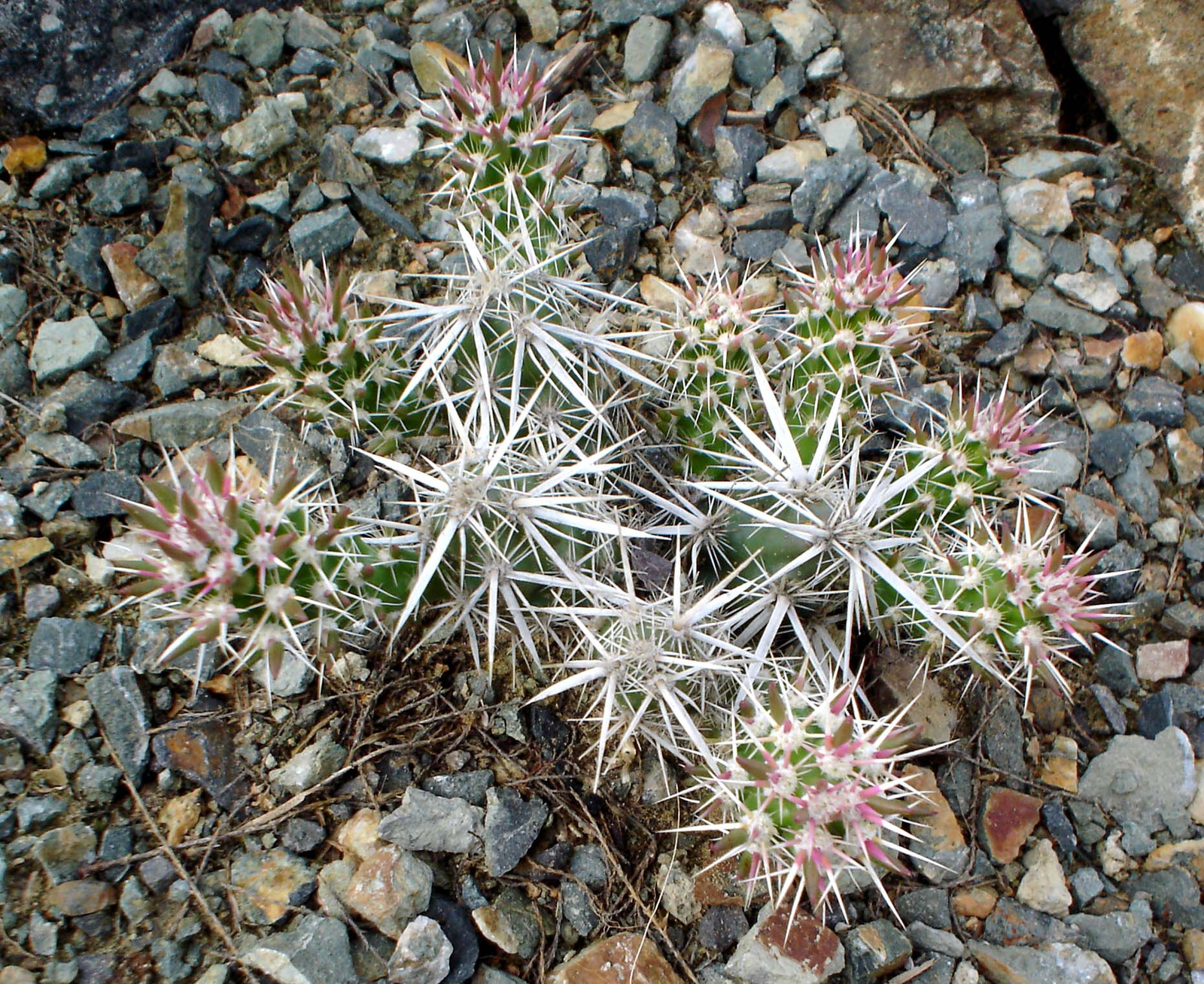 opuntia clavata