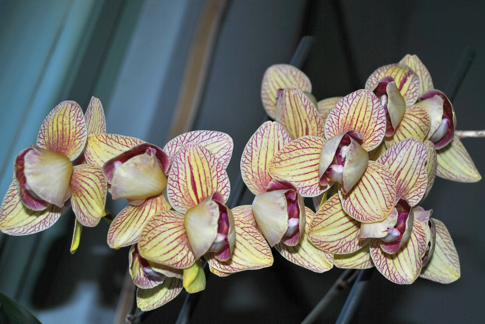 Orchidea -ismét virágzik