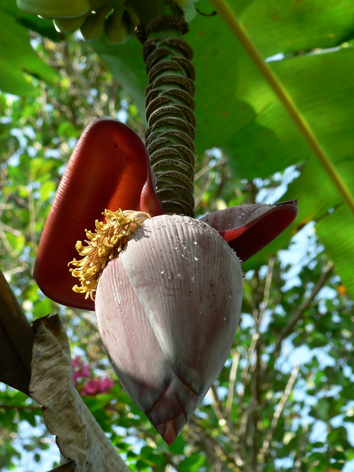 a banan viragja