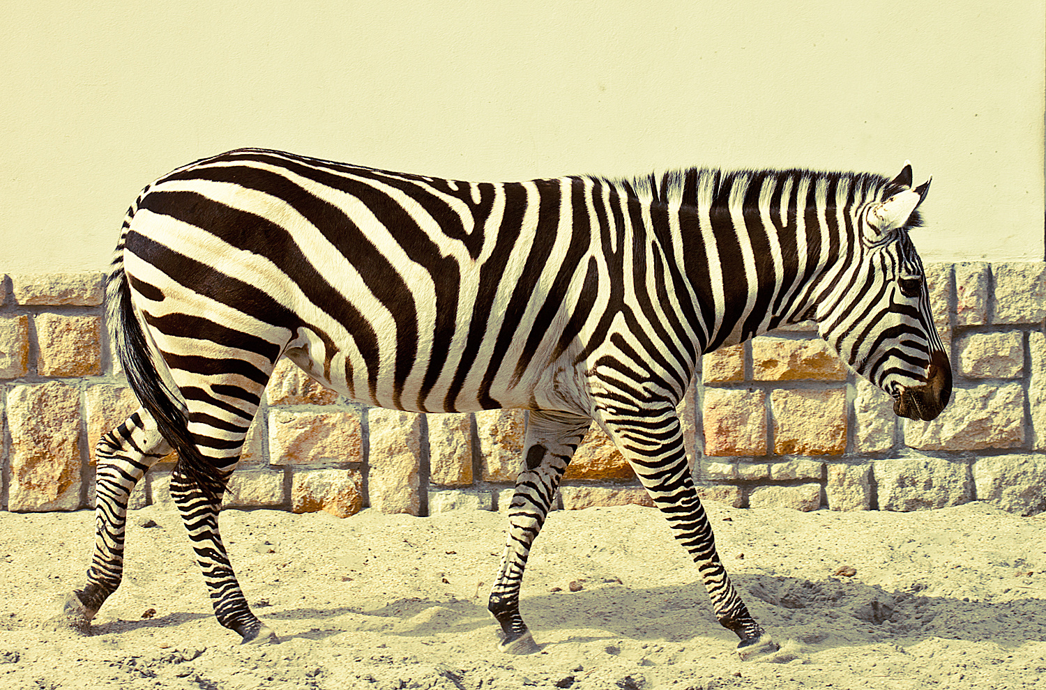 zebra