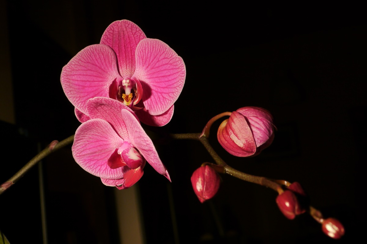 Orchidea 1