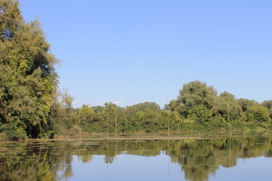 Varsa telep közelről