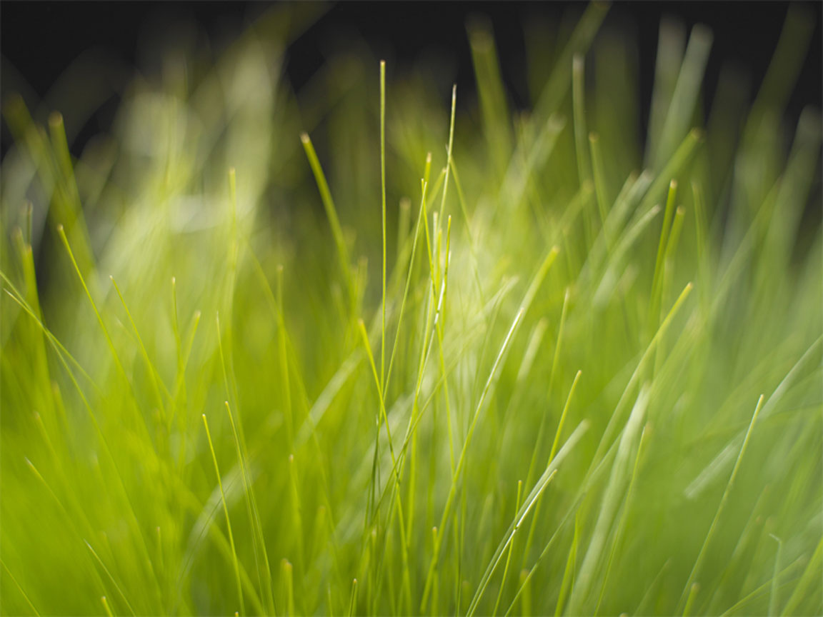 Keynote Grass