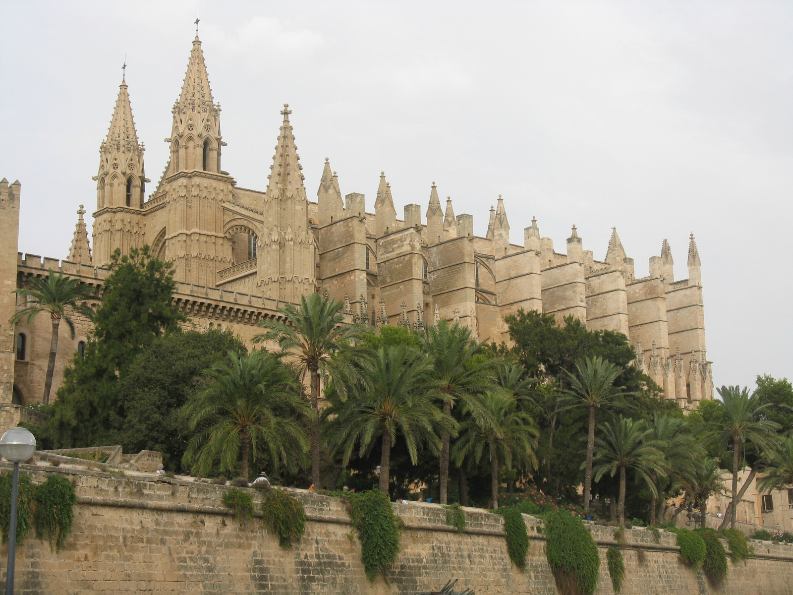 La Seu Cathedral with palm trees
