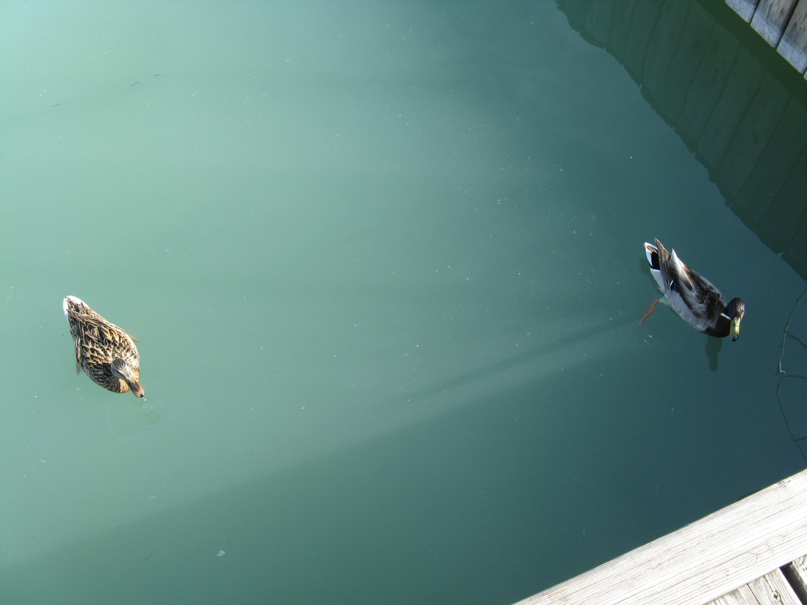 Ducks in the water