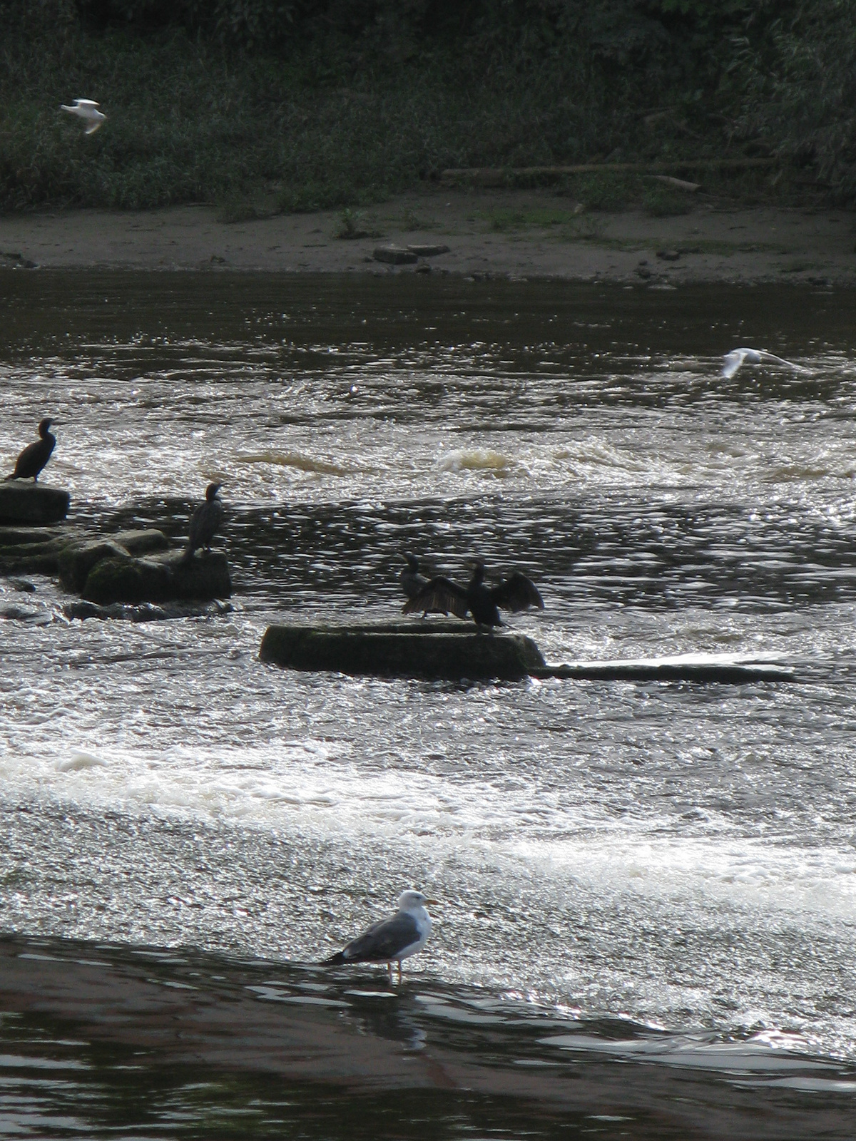 Cormorans