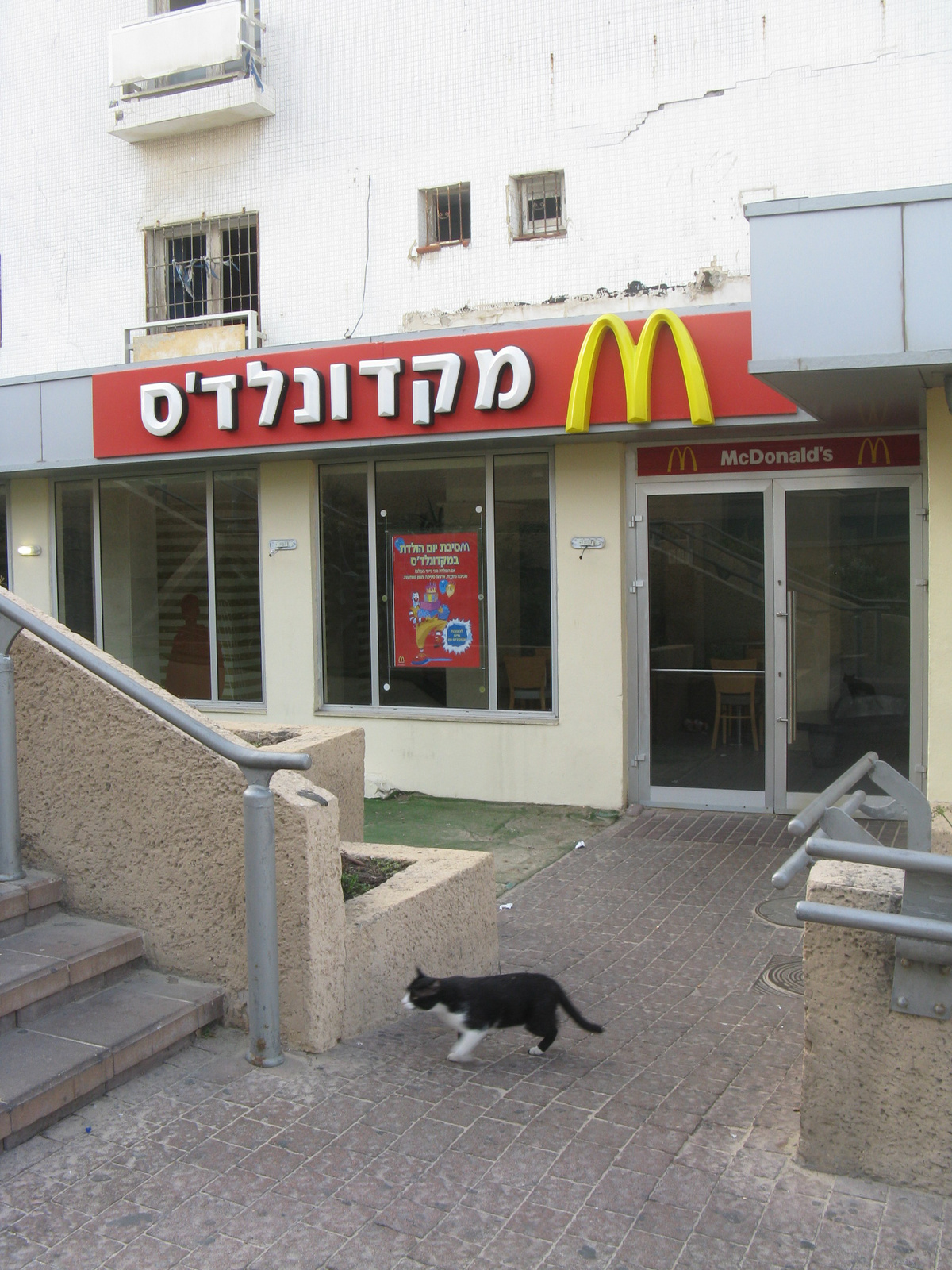 McDonalds and a cat