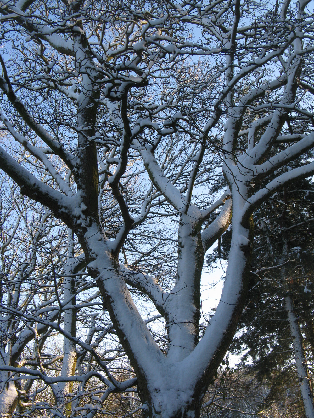 Covered tree